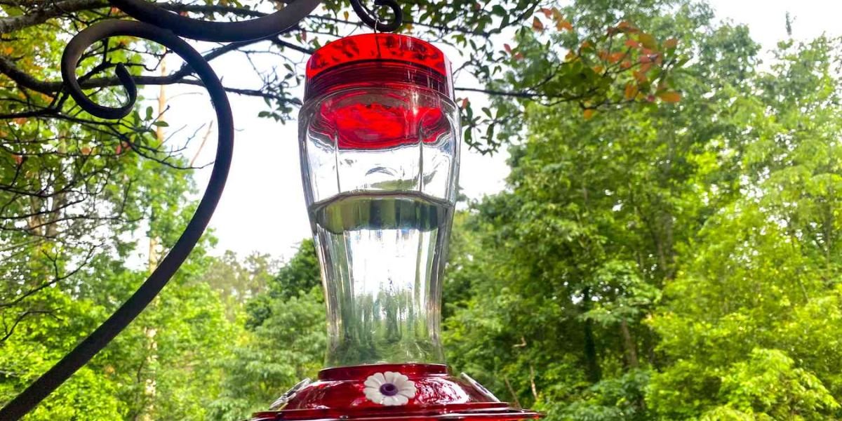 BOLITE Glass Hummingbird Feeder Review