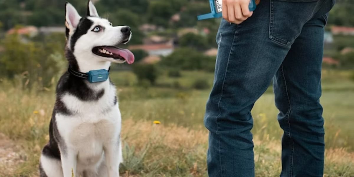 Jugbow Dog Training Collar Review